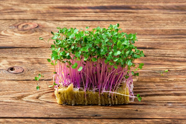 Fresh microgreens. Sprouts of kohlrabi on wooden background