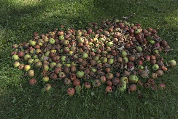 Fallen fruit