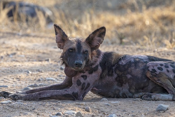 African wild dog