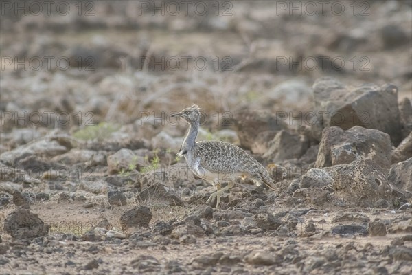 Rare Cantilever Bustard