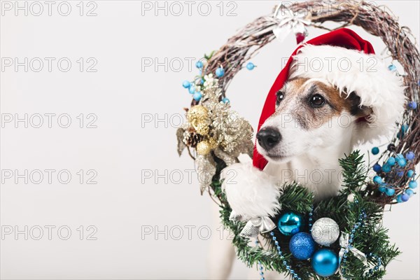 Cute dog wearing hat with xmas decoration