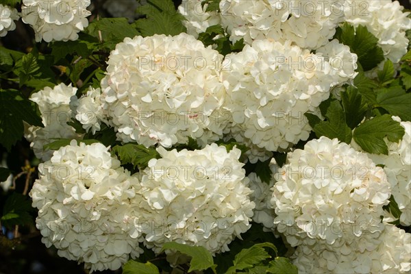 Common snowball Flower panicle with a few open white flowers and green leaves