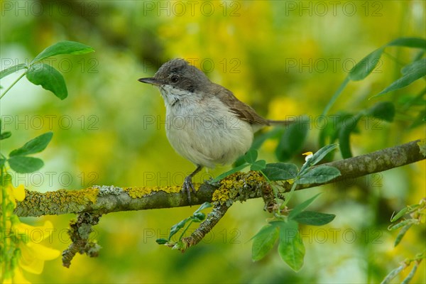 Lesser whitethroat sitting on branch in front of yellow flowers and green leaves left looking