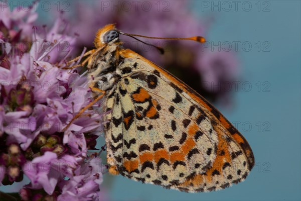 Red Melitaea butterfly with closed wings sitting on pink flower looking left against blue sky