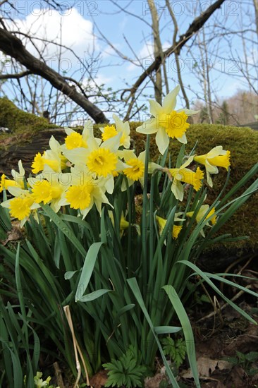 Daffodils or wild daffodils