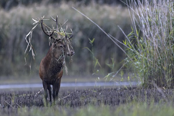 Red deer