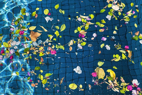 Leaves and blossoms on water surface of a pool