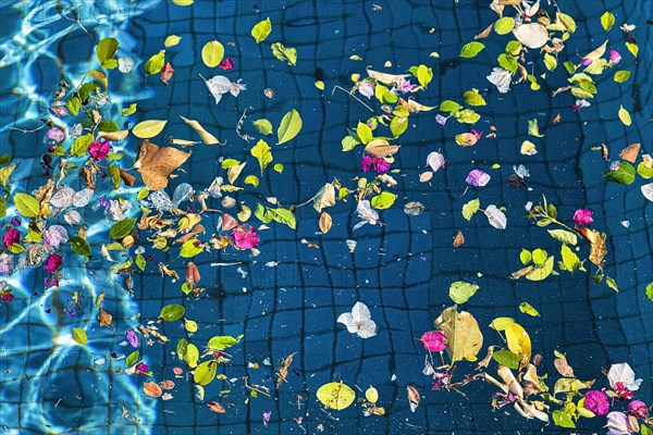 Leaves and blossoms on water surface of a pool