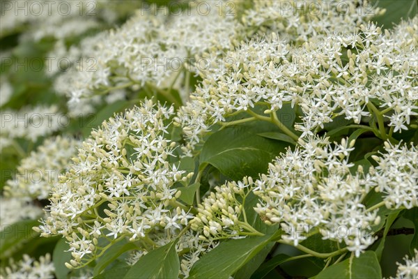 Pagoda dogwood