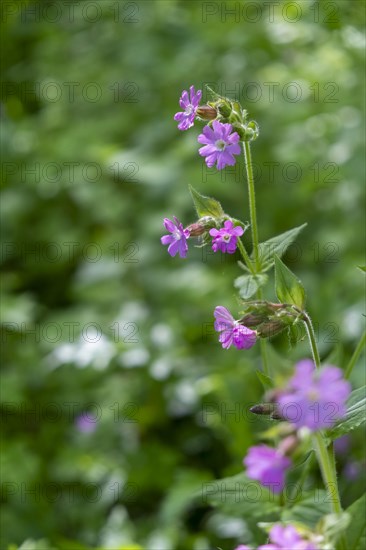 Red campion