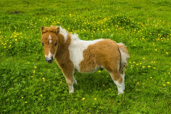 Baby Shetland ponies