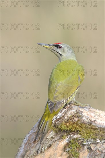 Grey-headed woodpecker