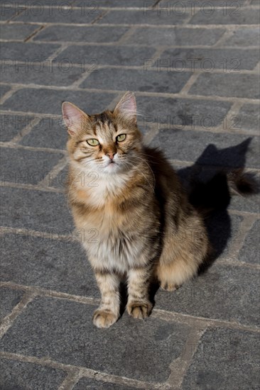 Stray cat seen in the street of the city