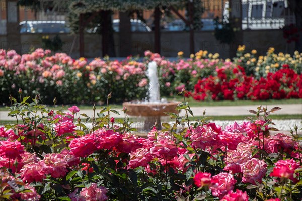 Water gushing off the fountain in the rose garden