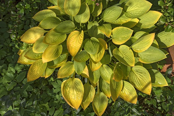 Hosta