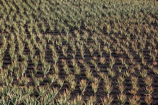 Aloe Vera Plantation at Orzola