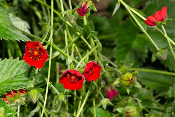 Blood red cinquefoil three open red flowers