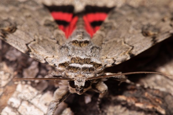 Rosy Underwing Moth with open wings sitting on tree trunk from the front