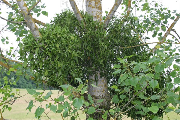 Hardwood european mistletoe