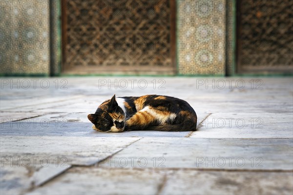 Tricolour cat in the courtyard