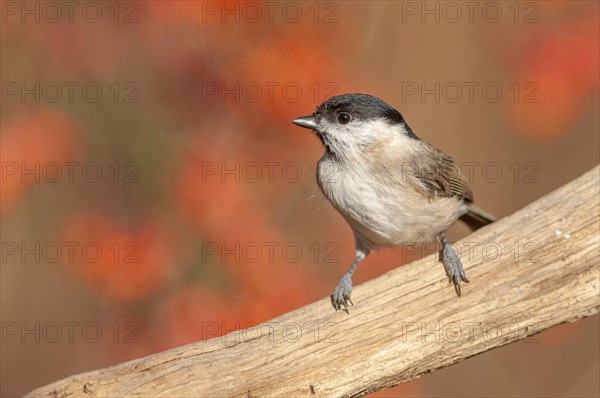 Marsh Tit