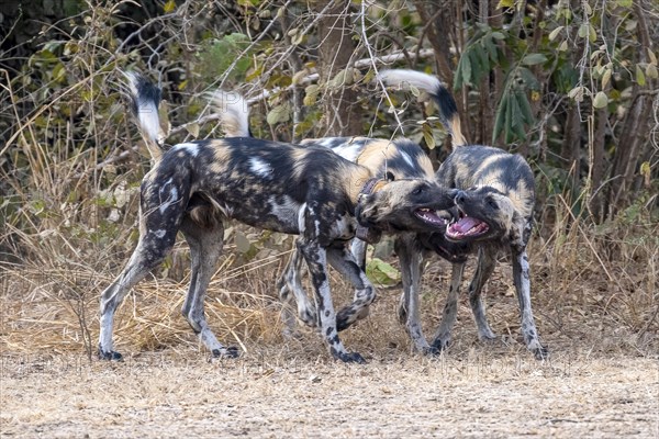 African wild dog