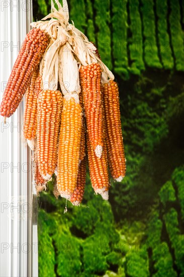 Dry corn on the cob kernels are peeled