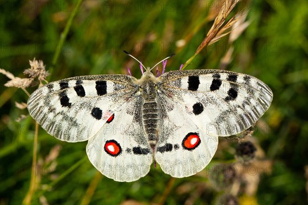 Apollo butterfly with open wings sitting on purple flower from behind