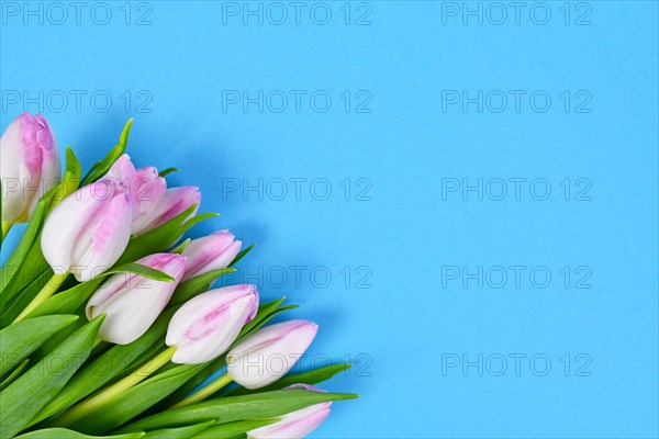 Pink tulip spring flowers in corner of blue background with copy space