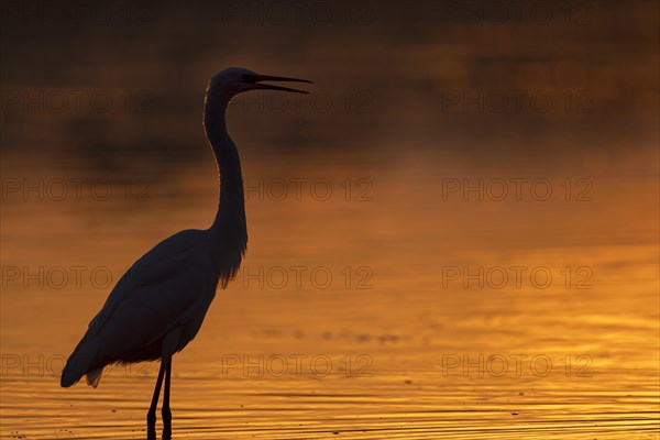 Great egret