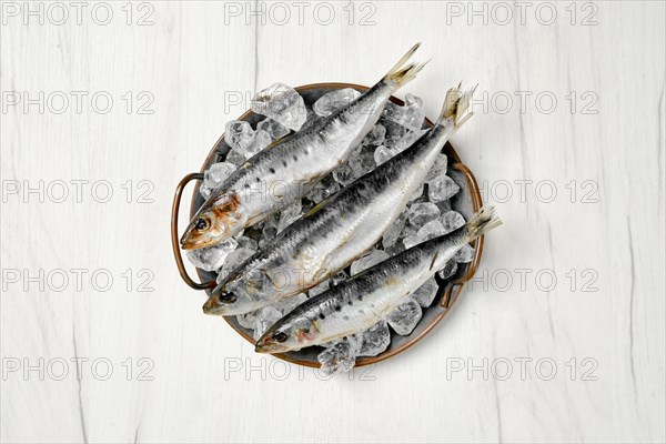 Top view of fresh iwashi herring fish on a plate with ice cubes
