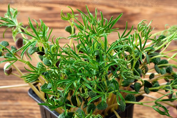 Closeup view of sprouts of lupine on wooden background