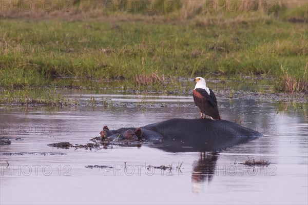 Fish eagle