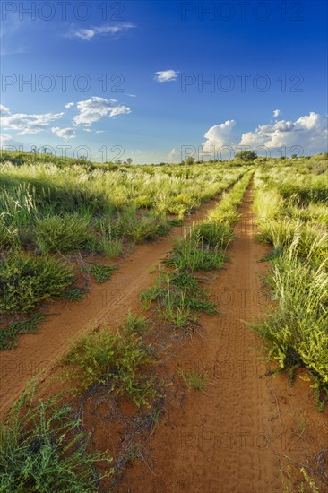Wide landscape of the Kalahari desert with distance leading dirt road