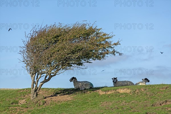 Sheep lying in the shade under a crooked tree