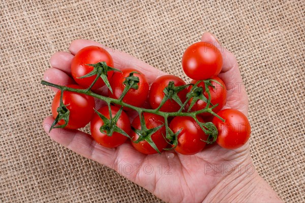 Bunch of red ripe tasty cherry tomatos in hand