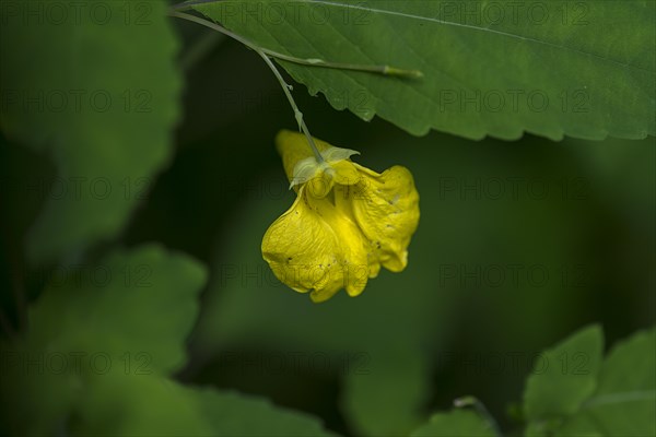 Flower of the great touch-me-not