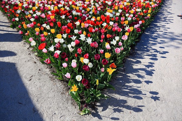 Many colourful tulips in one area