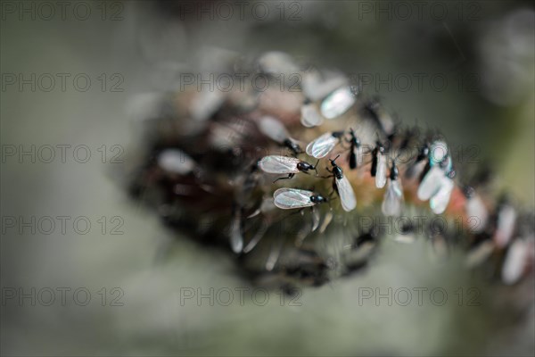 A swarm of flying ants gather on a floral plant