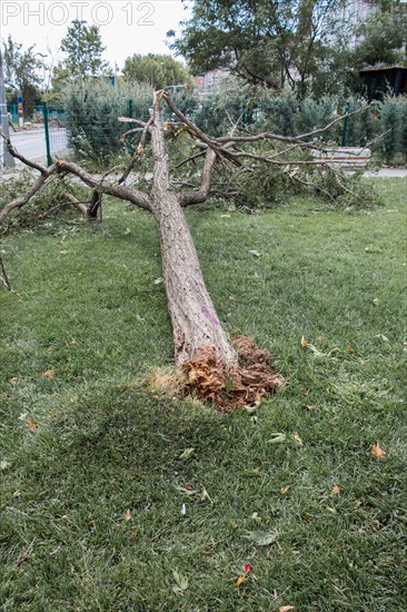 Fallen green tree in green grass in the view