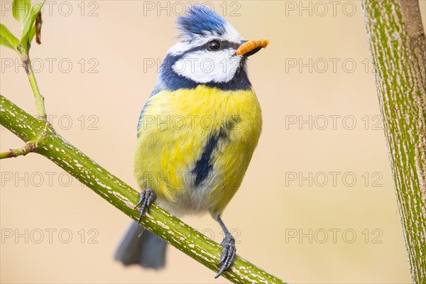 Blue tit