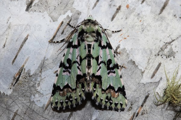 Celadon owl butterfly sitting on tree trunk looking up from behind