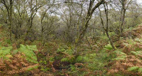 Forest with ferns in autumn