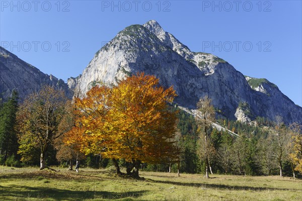 Autumn-coloured maples