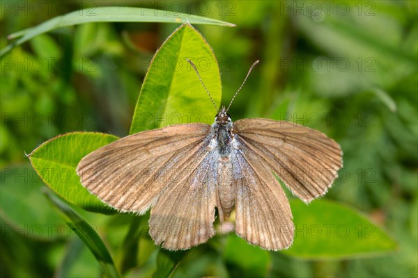 Mountain Alcon blue butterfly with open wings sitting on green leaf from behind