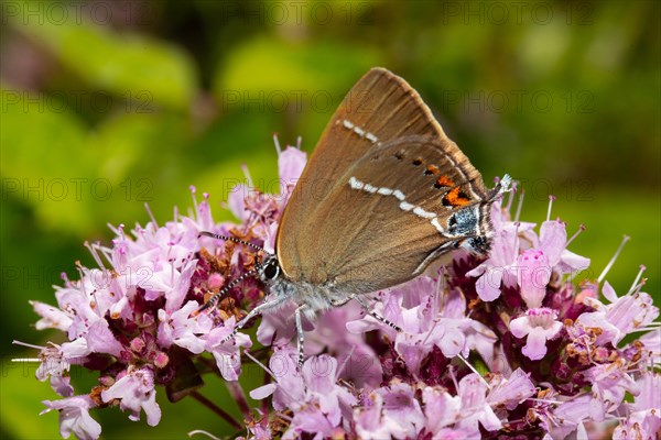 Buckthorn Fritillary Butterfly Sitting on Pink Flower Left Sighting