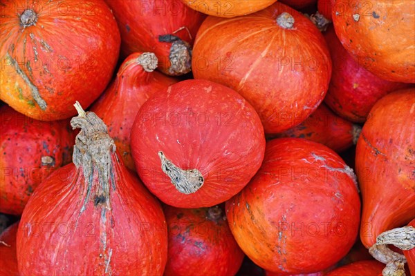 Bright red Kuri Hokkaido squashes in pile