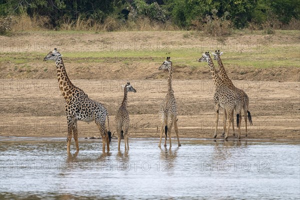 Rhodesian giraffe