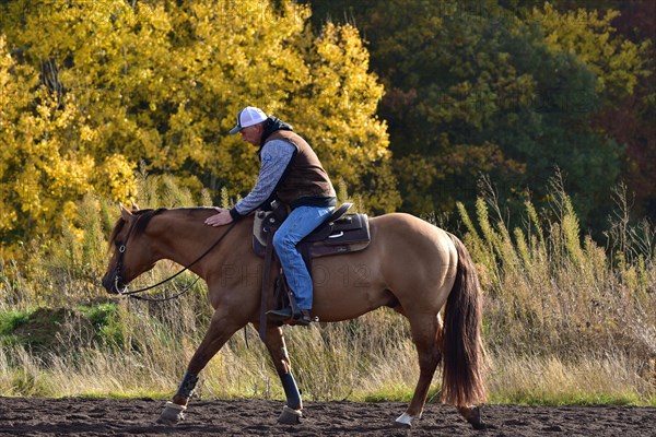 Detail during training in western riding with an American Quarter Horse