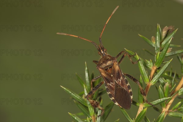 Western conifer seed bug